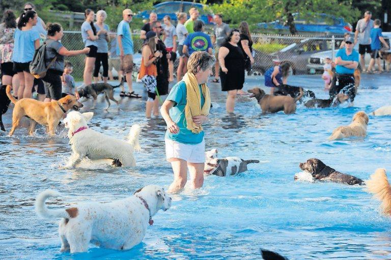 Dog Day at the Montpelier Pool